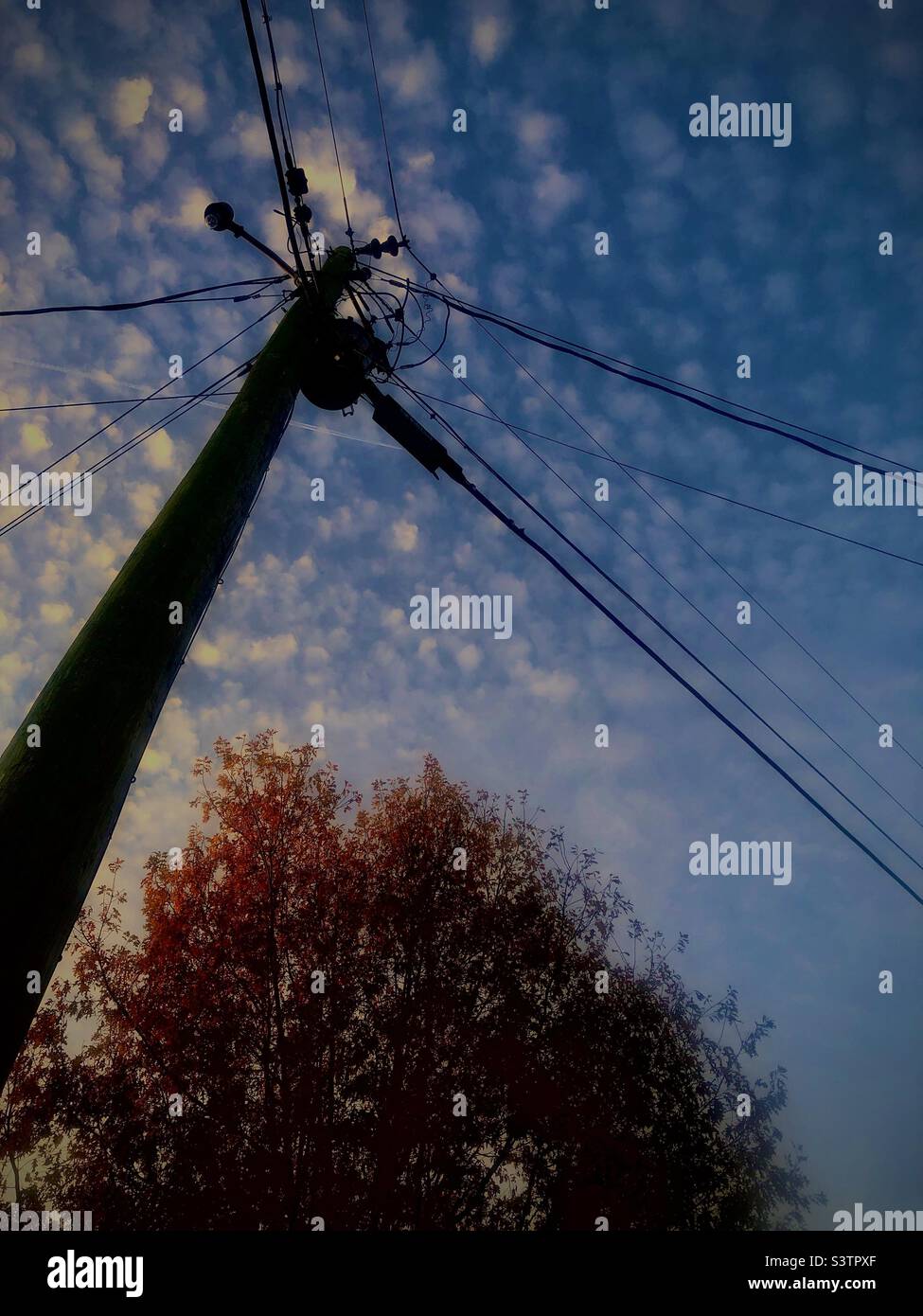 Cielo in inverno con albero e polo di linea di alimentazione. Foto Stock