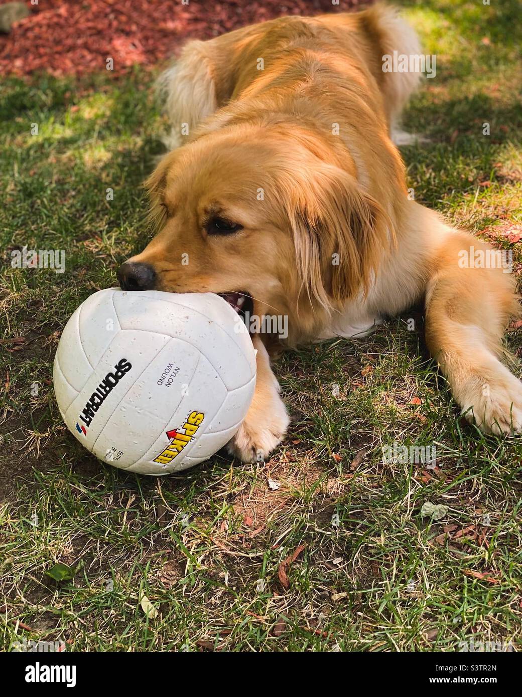 Golden Retriever con la sua palla da calcio preferita - Immagine stock catturata con smartphone