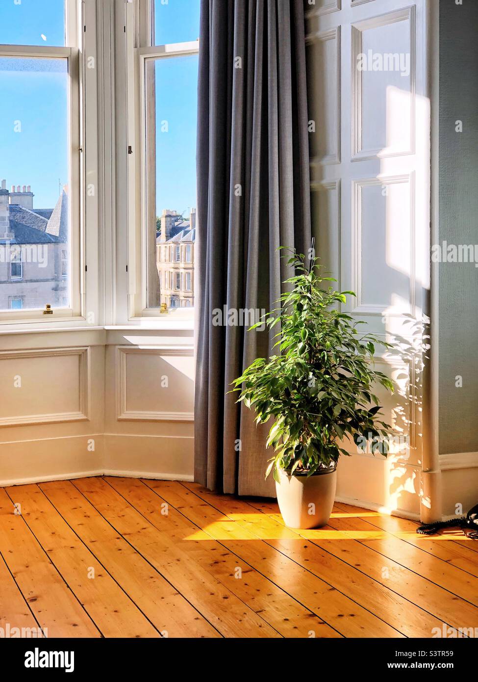 La luce della prima sera scorre attraverso una finestra con finestra a bovindo, Ficus houseplant Foto Stock