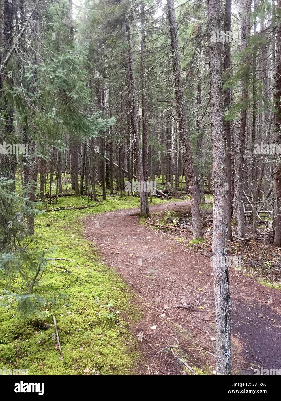 Percorso nei boschi a Waskesiu Lake, Saskatchewan, Canada - Immagine stock catturata con smartphone