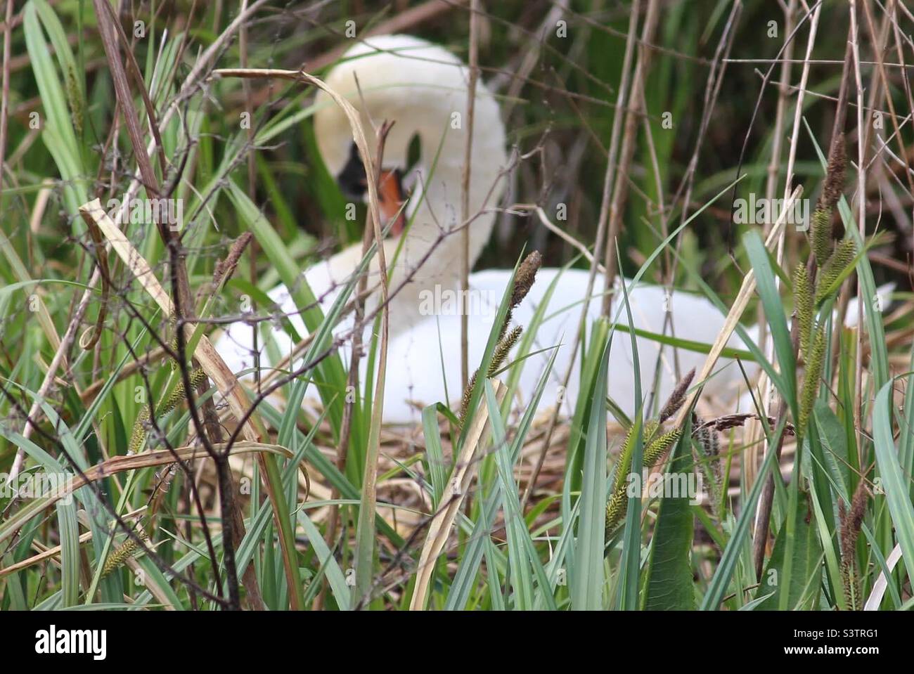 Nidificazione del cigno muto al London Wetland Centre di Barnes Foto Stock