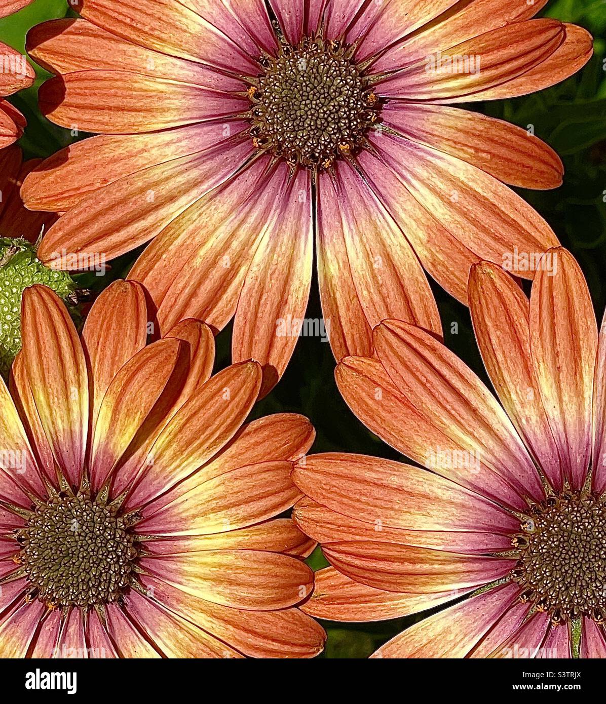 Margherite arancioni, fresche dal vivaio e pronte per essere piantate in un giardino nel cortile dello Utah, USA. Foto Stock