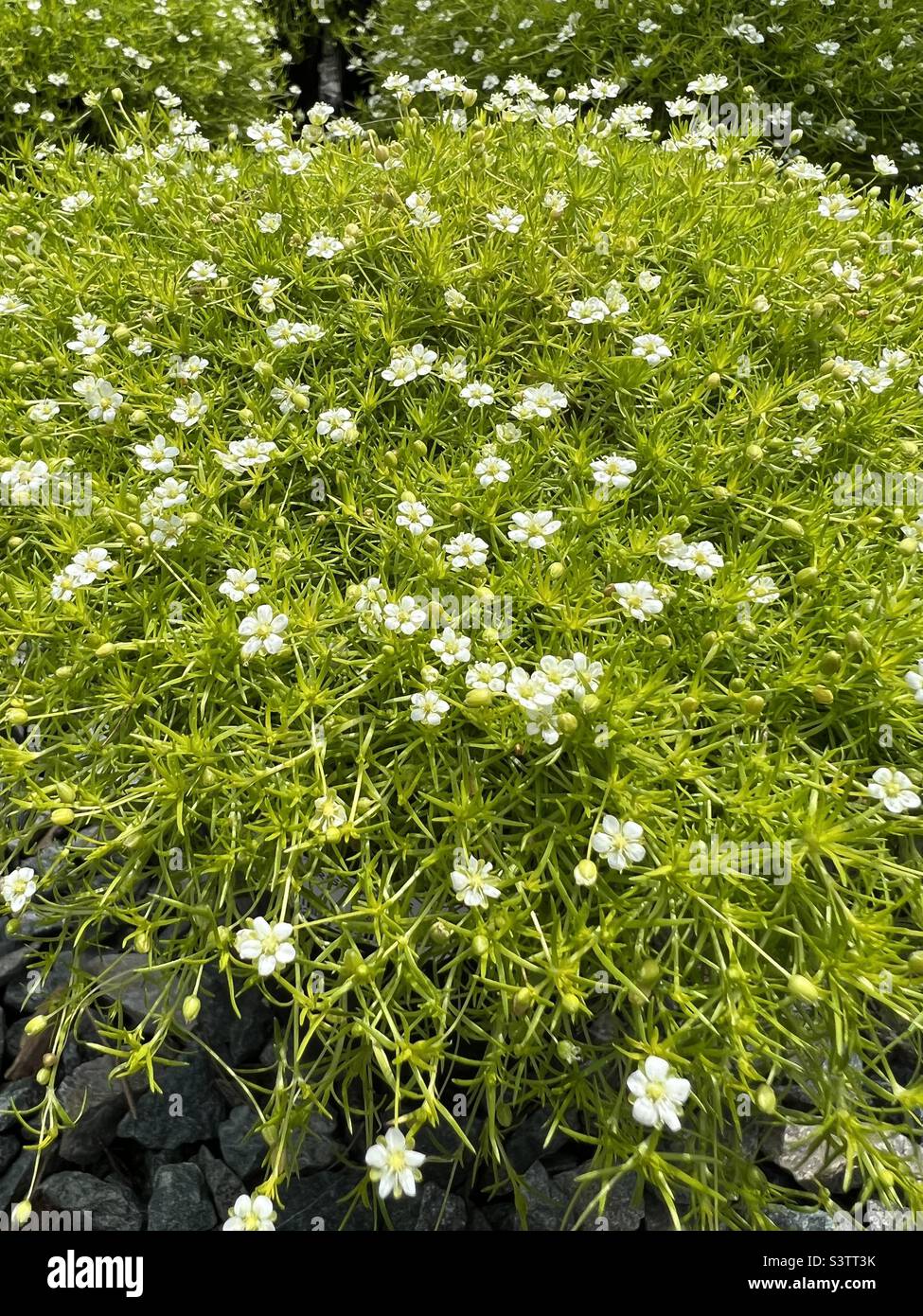 Muschio irlandese in fiore Foto Stock