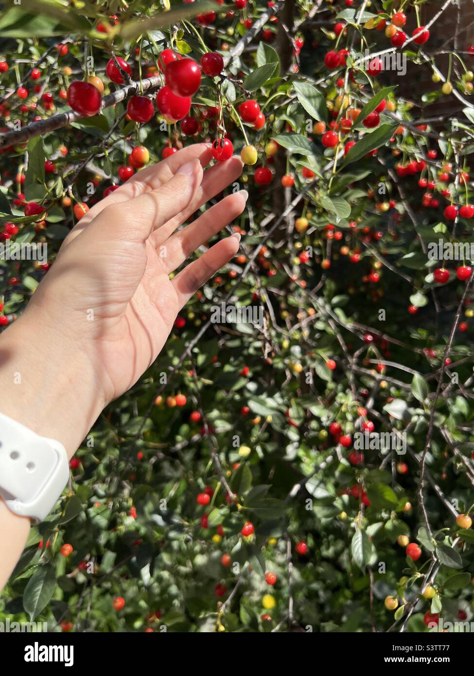 concetto di vendemmia estiva. la mano della donna raccoglie dal cespuglio ciliegia rossa matura, deliziosa e succosa. vitamine e cibo sano. cibo naturale. cibo biologico Foto Stock