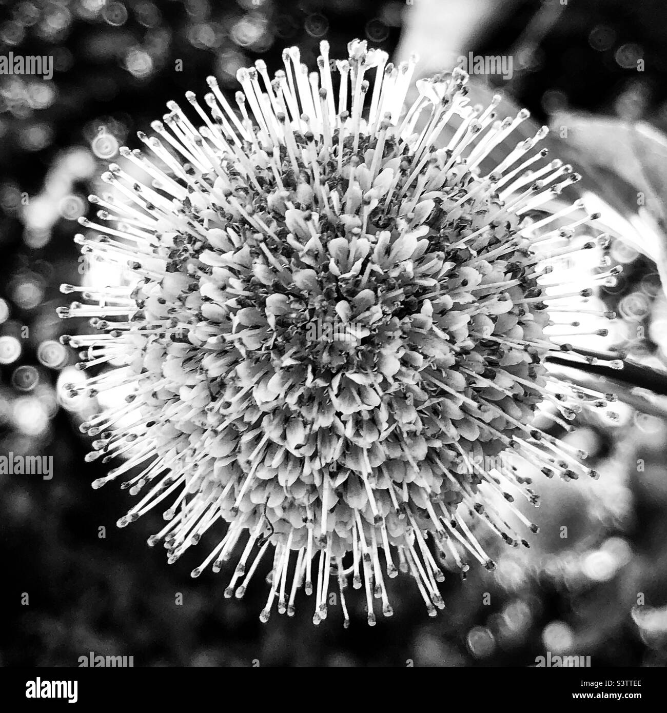 Piante e foglie alla fine della stagione come parte del ciclo di vita botanico, in stato di riposo, croccanti, secche e semina - Immagine stock catturata con smartphone