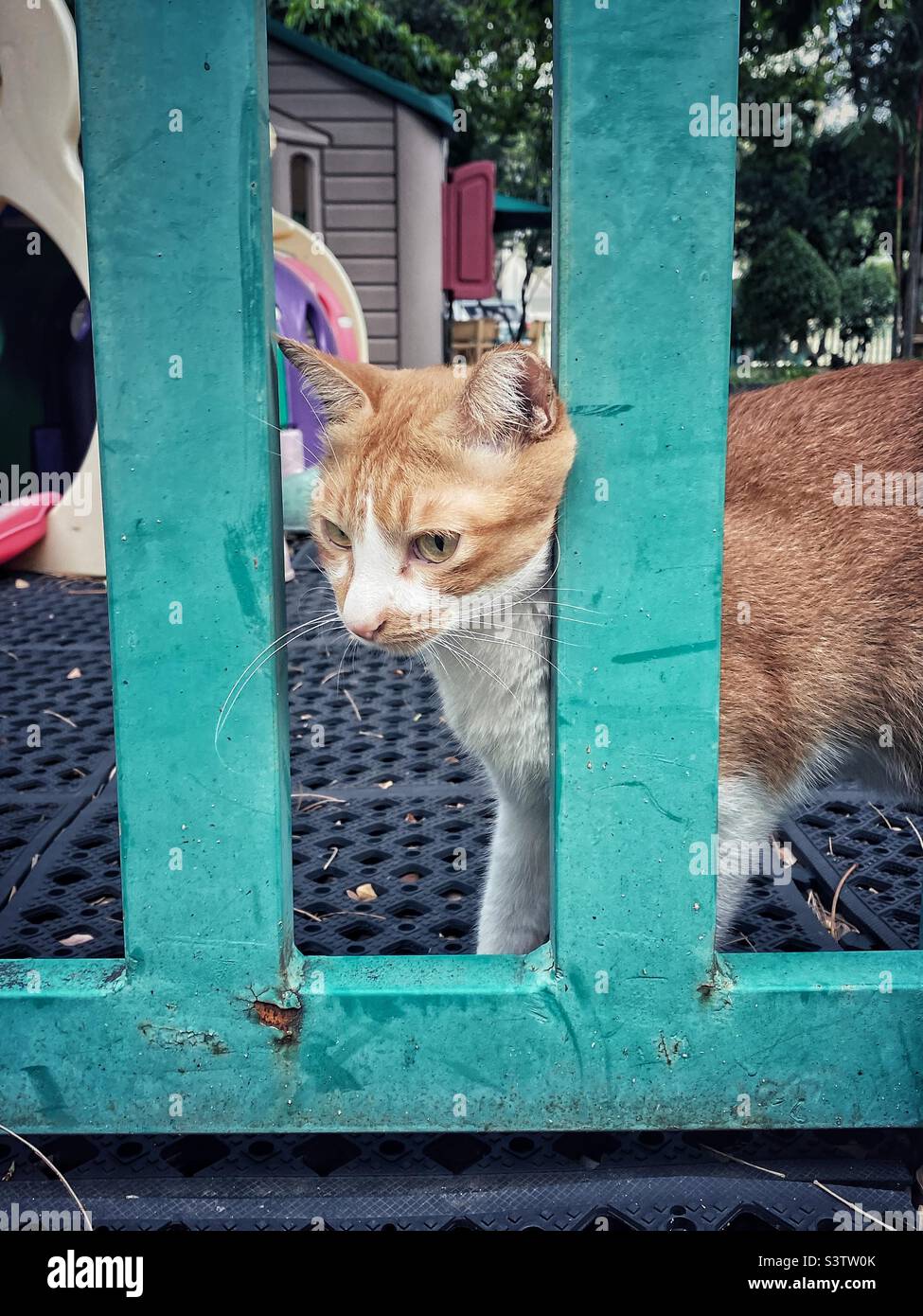 Un gatto dietro una recinzione Foto Stock