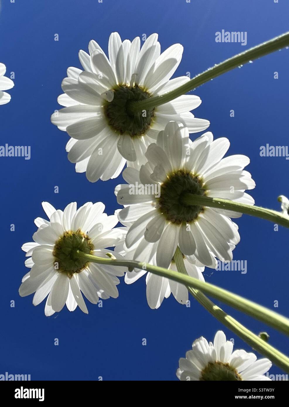 Margherite marguerite dal basso Foto Stock