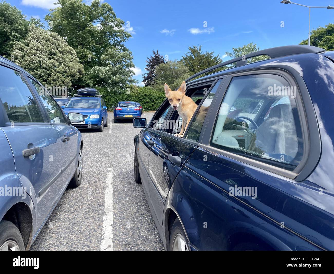 Cane in auto parcheggiata guardando fuori dalla finestra aperta - Immagine stock catturata con smartphone