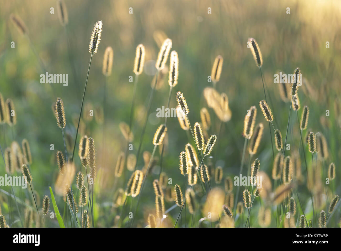 Estate natura - Immagine stock catturata con smartphone