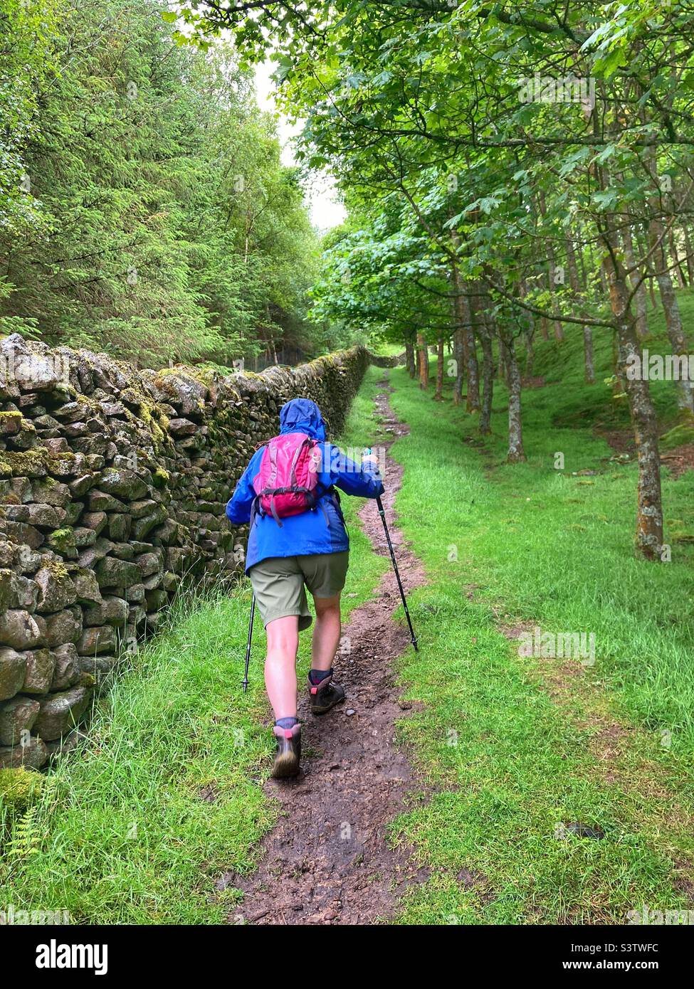Donna che cammina con i bastoncini da passeggio fino a Howgill fino a Simon’s Seat nelle Yorkshire Dales Foto Stock