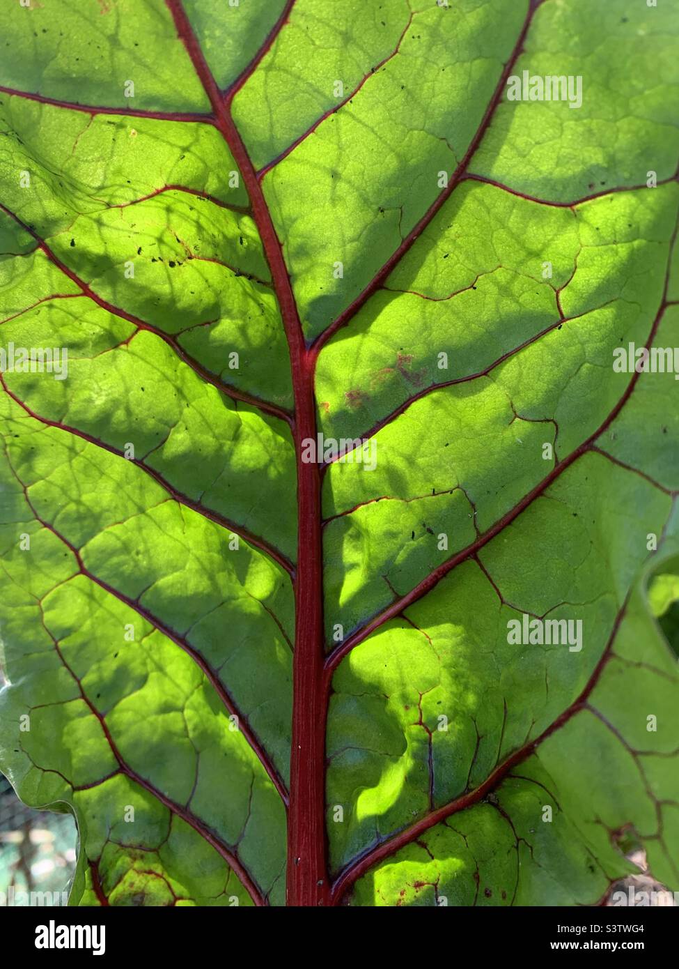 Foglia di bietola rossa svizzera al sole - Immagine stock catturata con smartphone