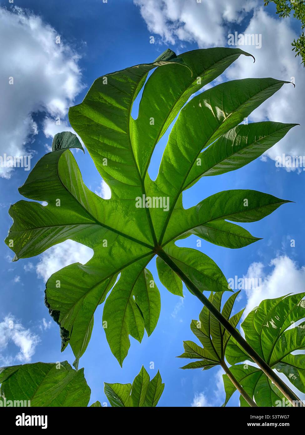 Grande foglia di tetrapanax che ondeggiano nel vento - Immagine stock catturata con smartphone