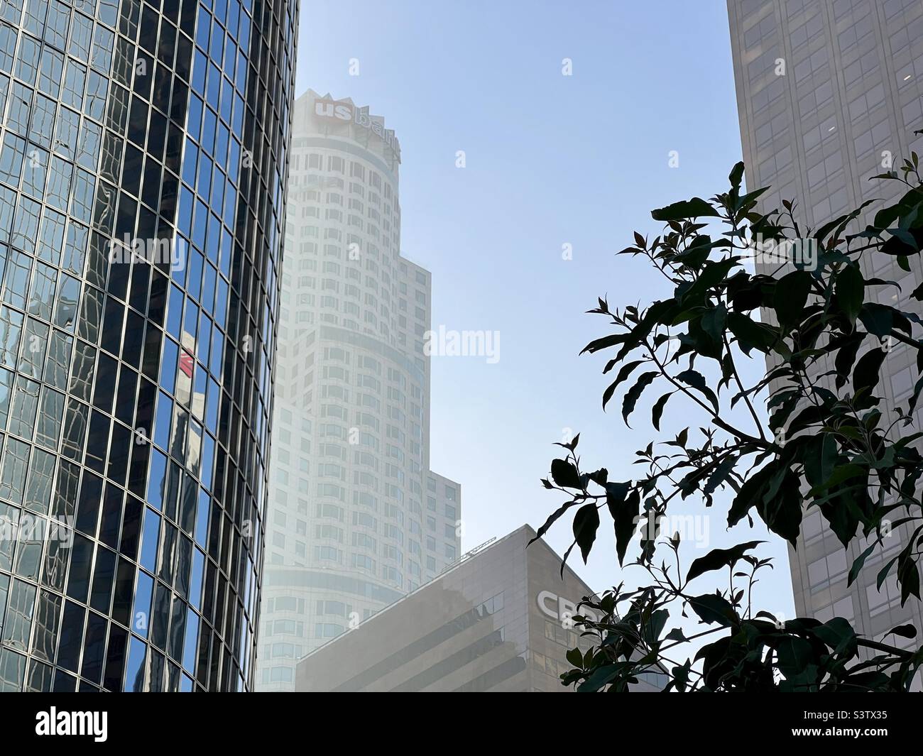 LOS ANGELES, CA, DEC 2021: US Bank Tower visto tra i vicini grattacieli in centro in una giornata di nebbia. Bordo dell'albero in primo piano - Immagine stock catturata con smartphone