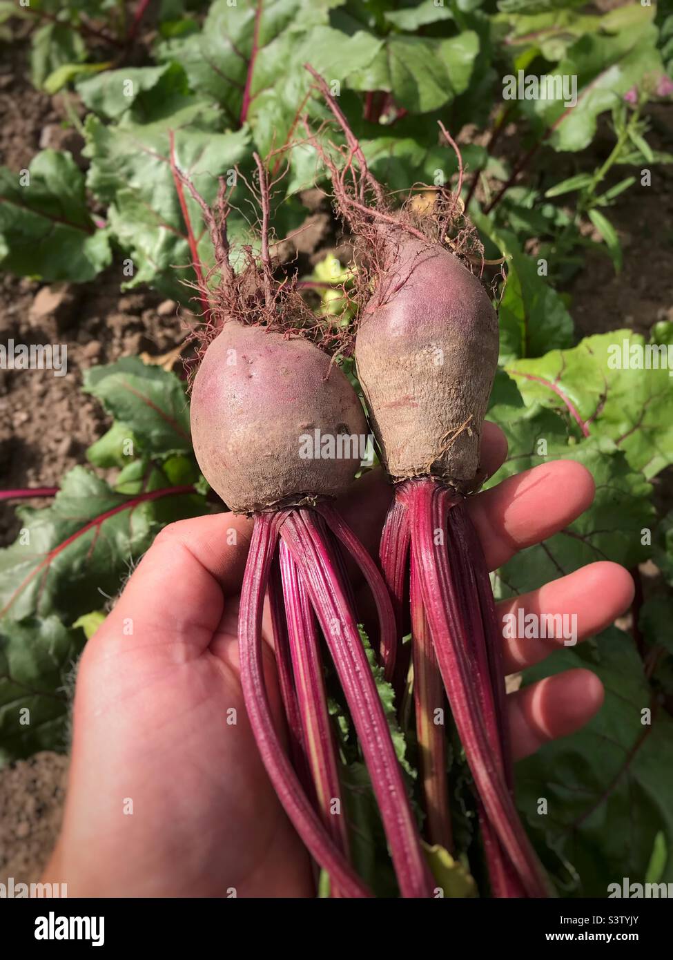Raccolta di barbabietole da prato biologico su un giardino assegnato nel Regno Unito di luglio Foto Stock