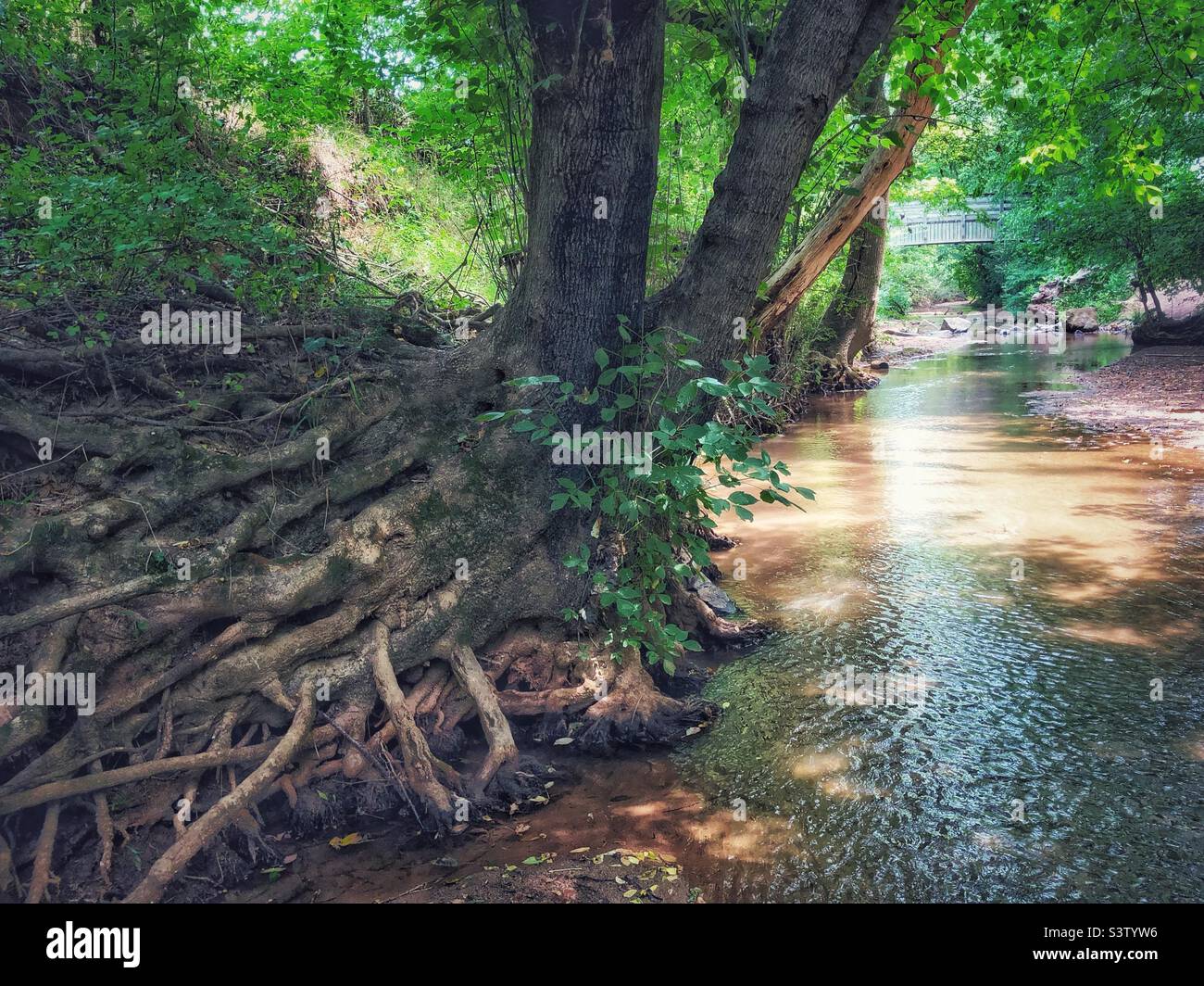 Albero e radici lungo la riva del torrente, con ponte sullo sfondo Foto Stock