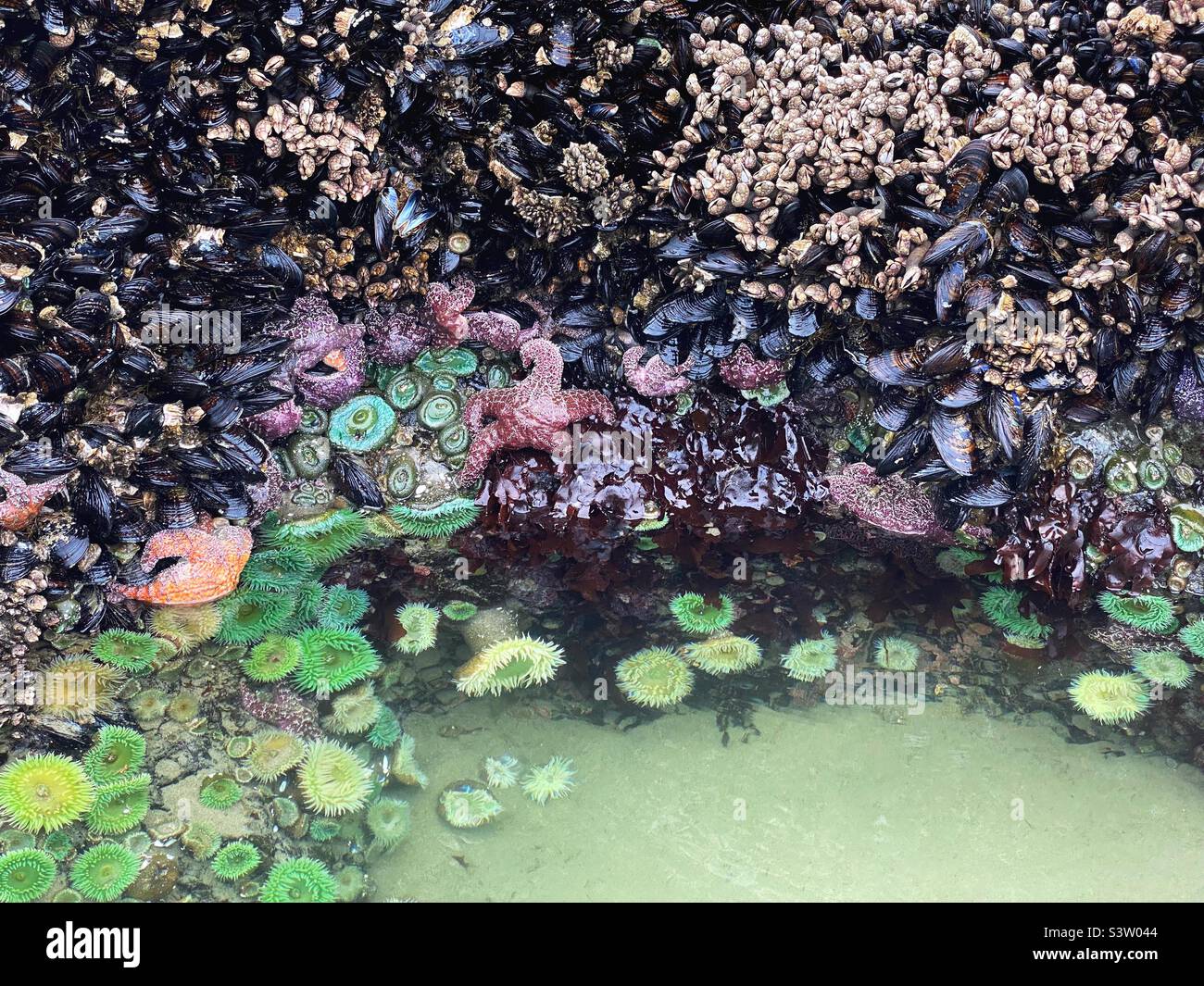 Cozze, stelle marine e anemone su una roccia durante la bassa marea a Bandon, Oregon. Foto Stock