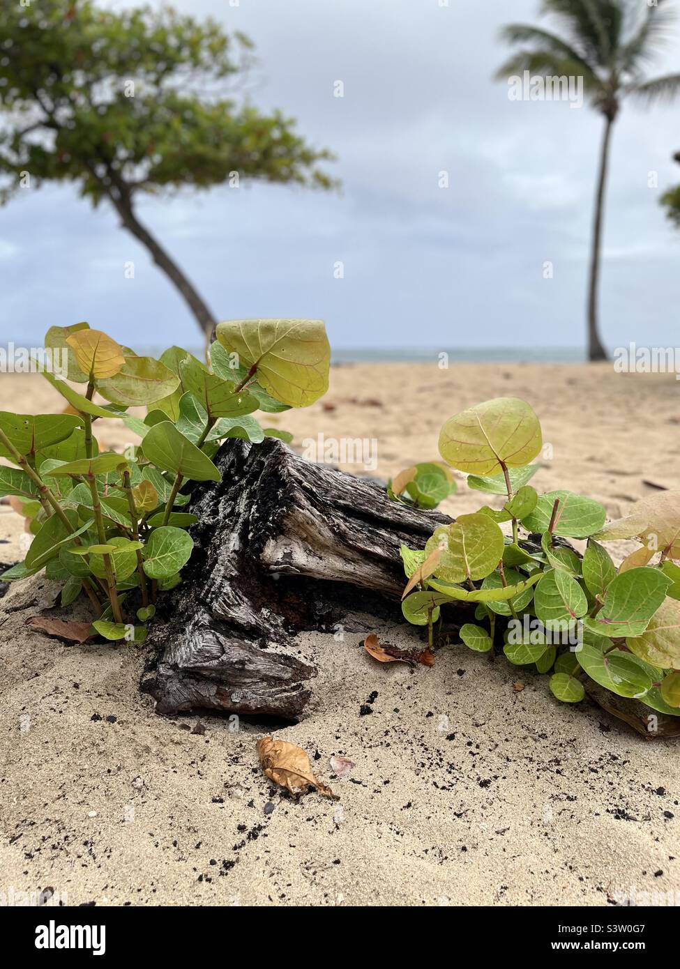 Primo piano di foglie verdi di una pianta tropicale su una spiaggia di sabbia selvaggia nei Caraibi Foto Stock