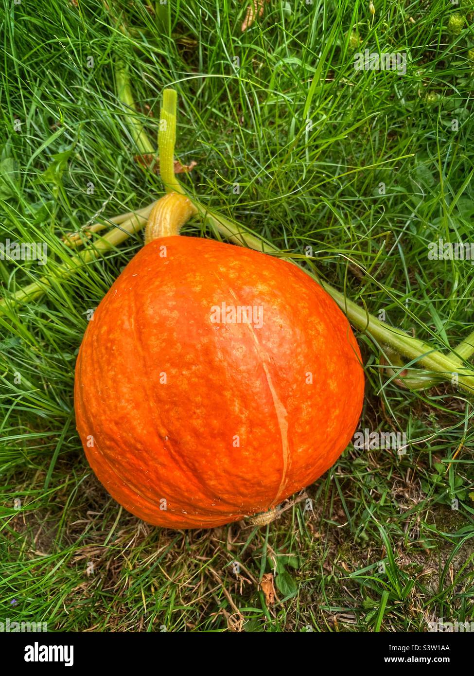 Potimarron francese squash Foto Stock