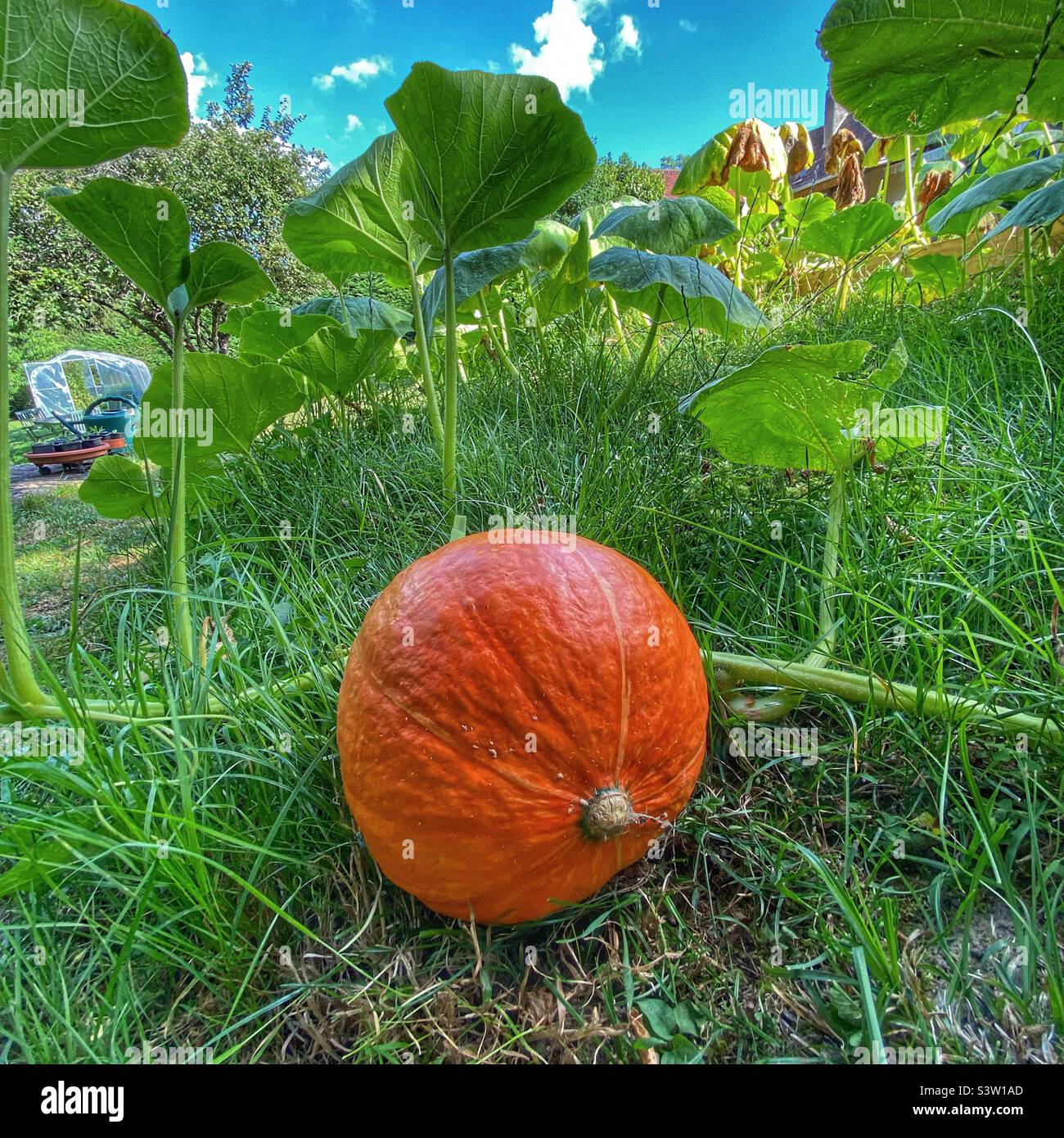 Inverno squash maturazione sulla vite Foto Stock