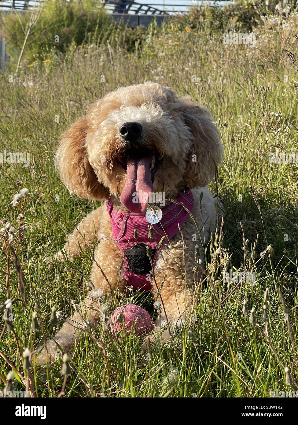 Cane soffice al sole Foto Stock