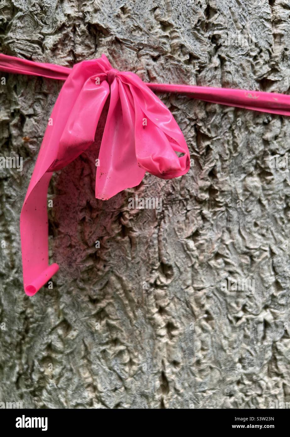 Nastro rosa brillante legato albero rotondo - Immagine stock catturata con smartphone