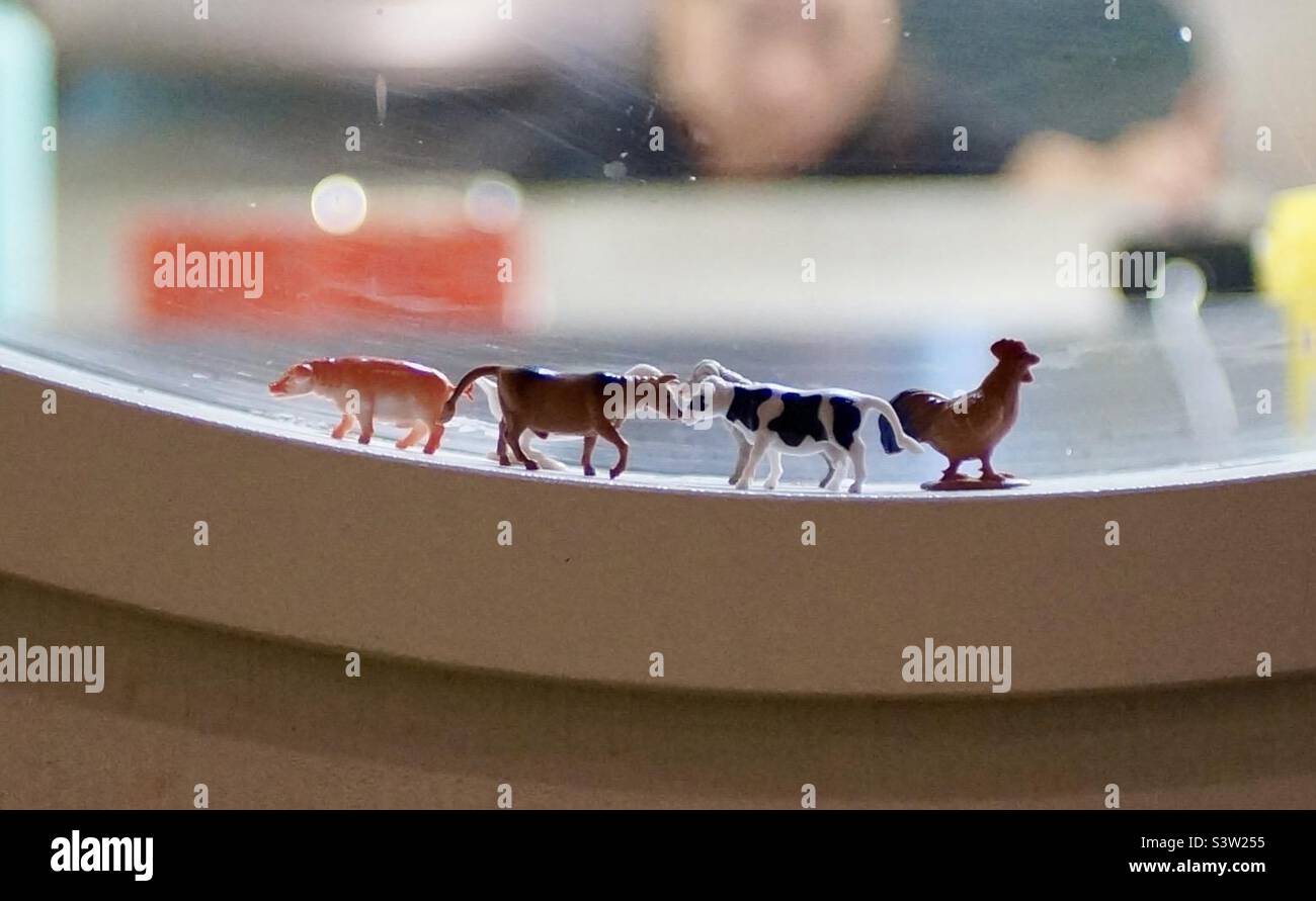 Animali di fattoria di plastica su una finestra del ristorante. Foto Stock