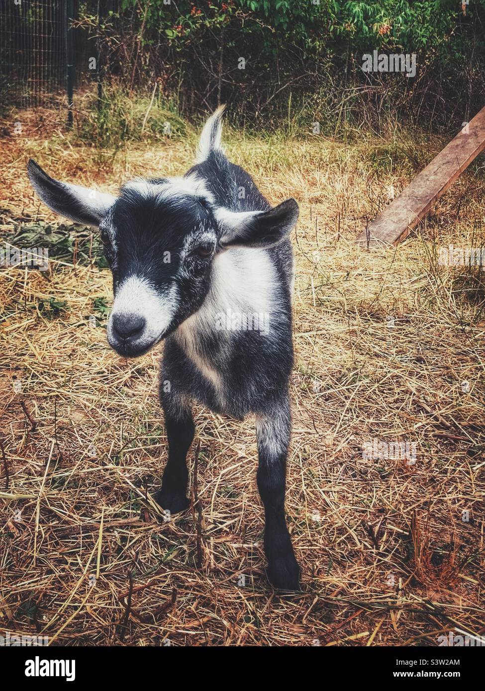 Dolce capra pygmy del bambino - Immagine stock catturata con smartphone