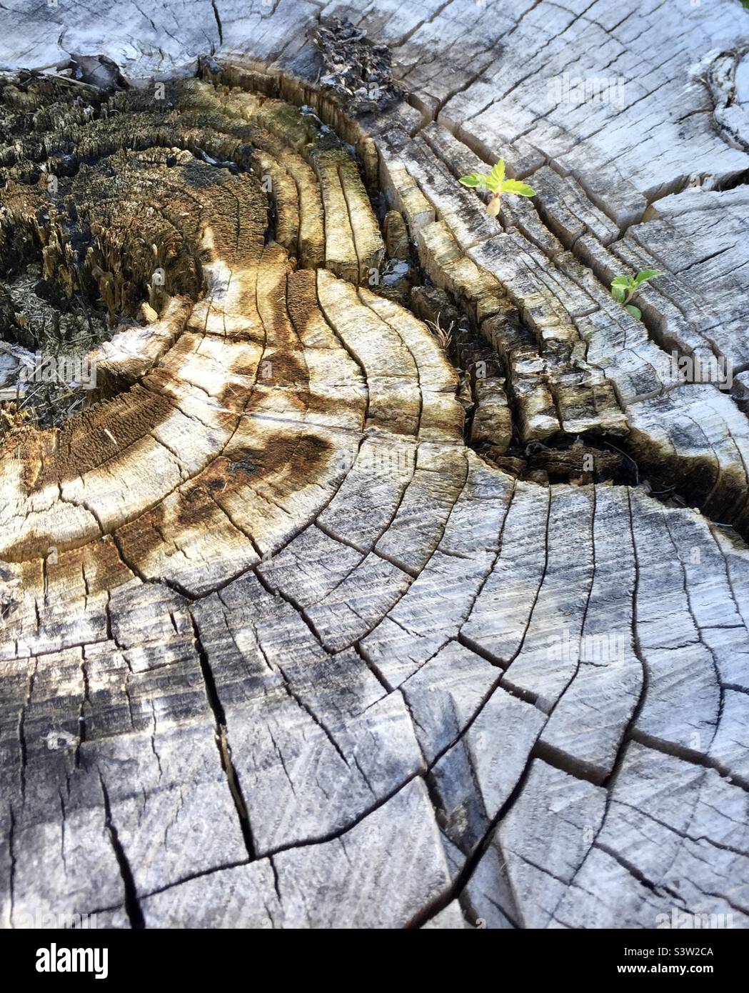 Giovani pianta che crescono da un ceppo di albero cracked - Immagine stock catturata con smartphone