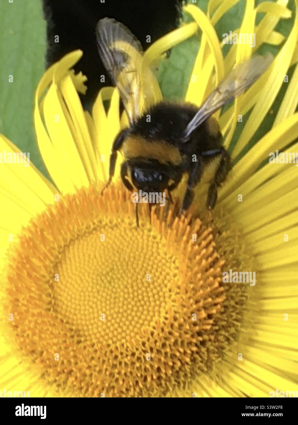 Ape, giallo, nero, ali, girasole, natura, oro, estate - Immagine stock catturata con smartphone