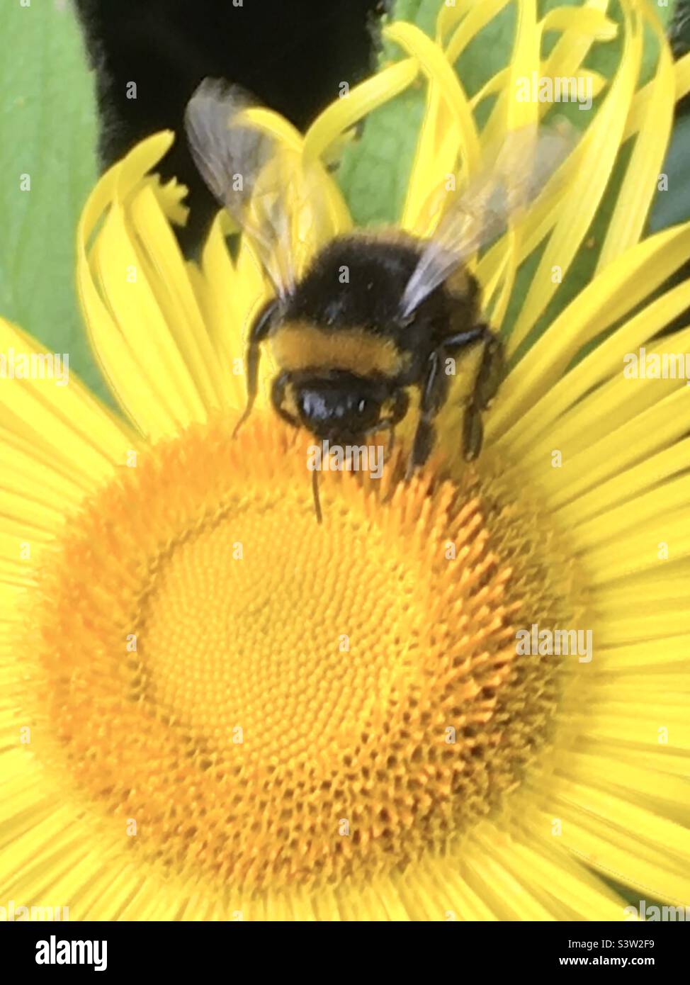 Ape, giallo, nero, ali, girasole, natura, oro, estate - Immagine stock catturata con smartphone