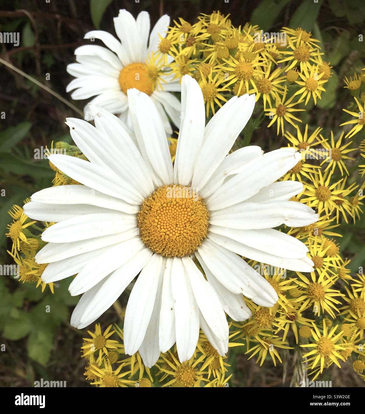 Margherita, giallo, bianco, natura, fiori gioia Foto Stock