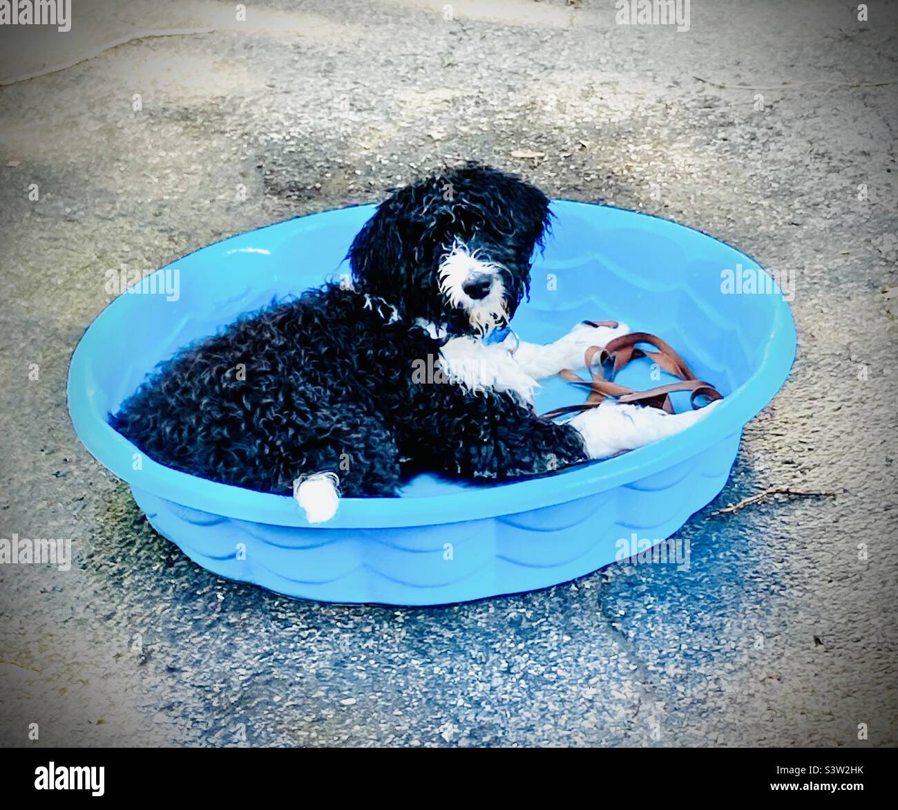 Questo Bernedoodle ama il suo tempo in piscina! - Immagine stock catturata con smartphone