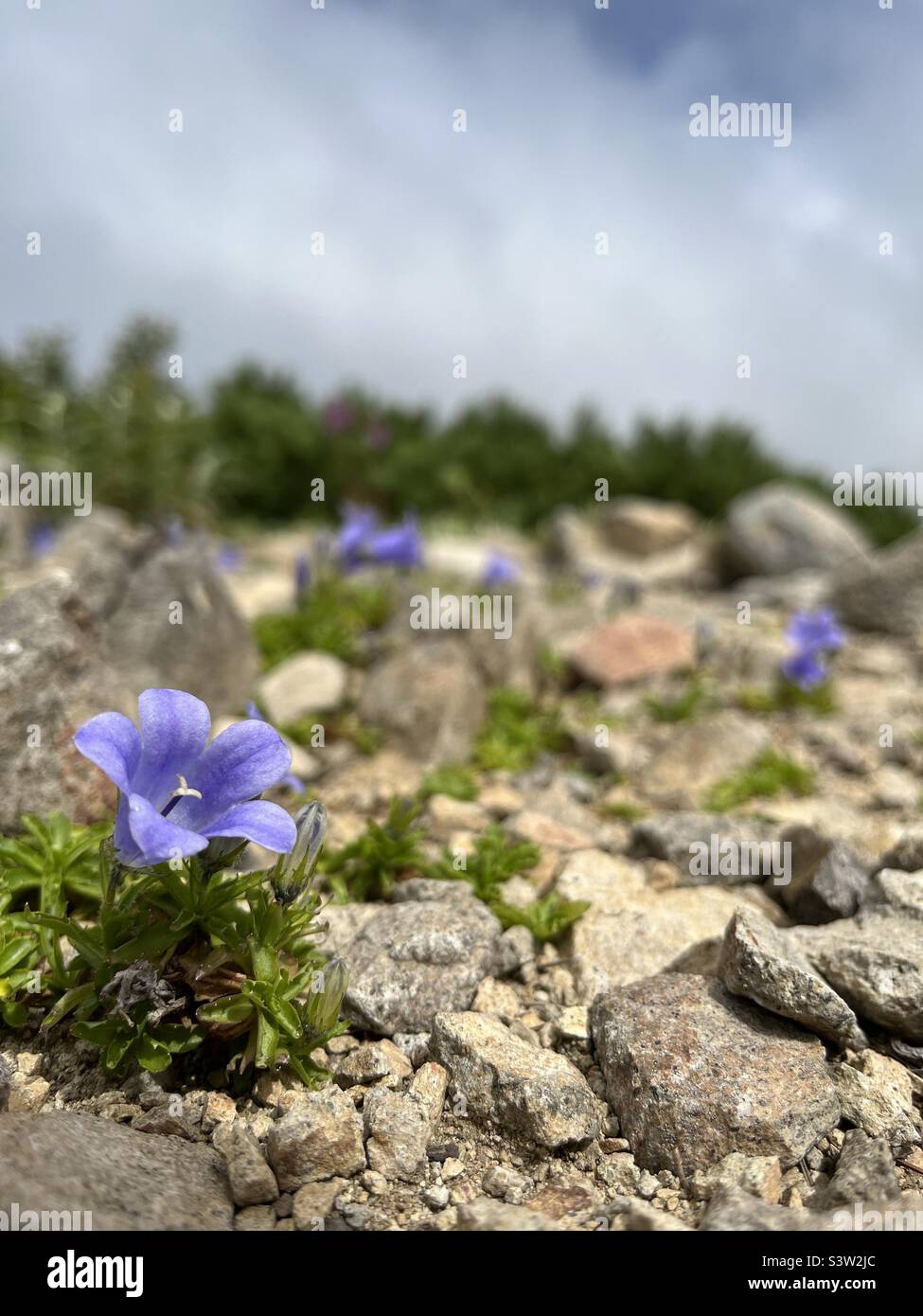Piccoli fiori blu campanula Foto Stock