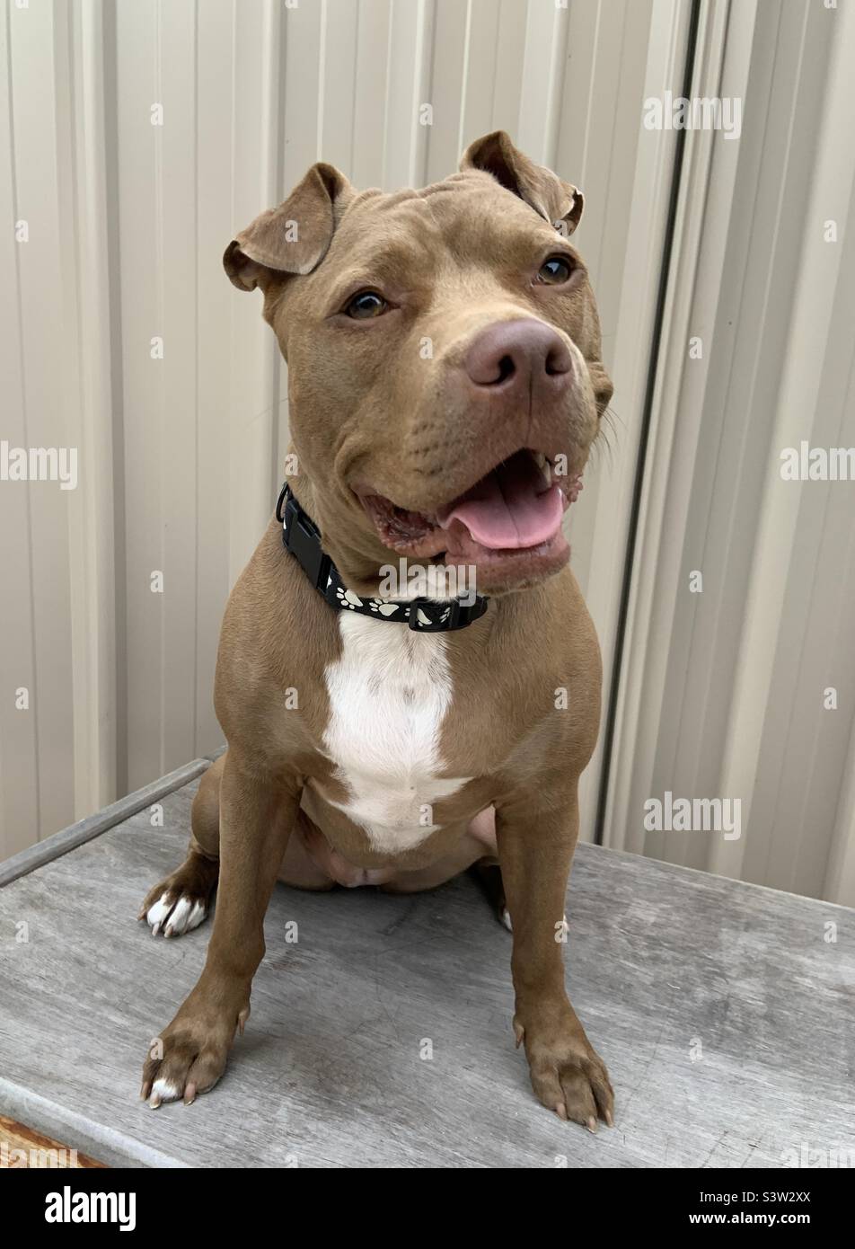 Cane - American Staffy cross - Immagine stock catturata con smartphone