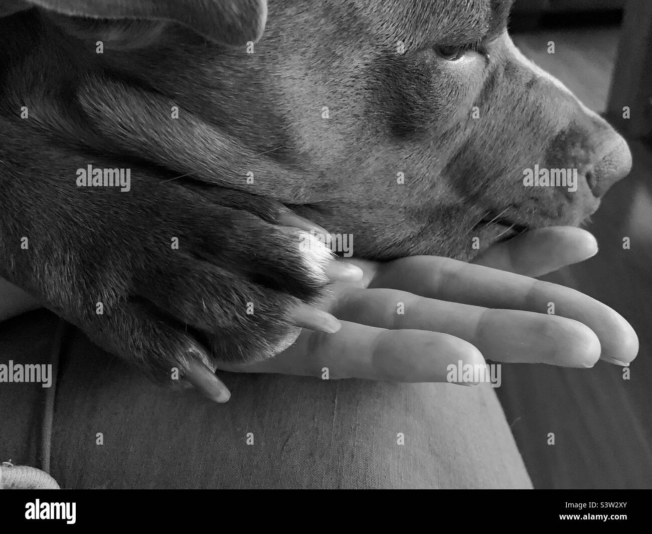 PET e Bond proprietario - Immagine stock catturata con smartphone