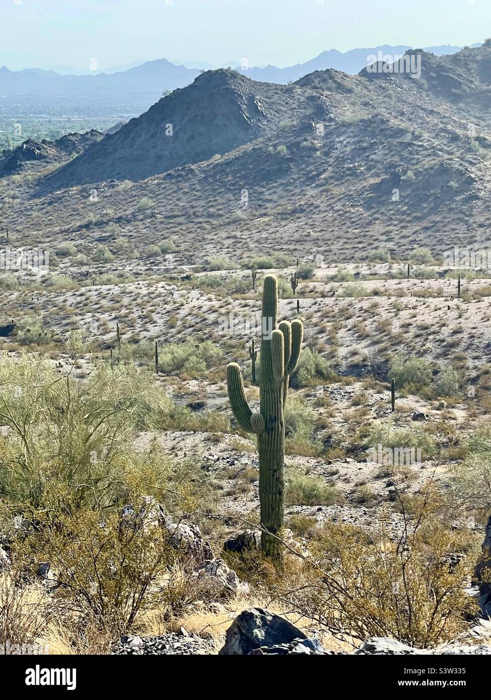 Saguaro cactus sentinel guardando oltre Dreamy Draw dalle pendici di Piestewa Peak, Phoenix Mountain Preserve Arizona Foto Stock