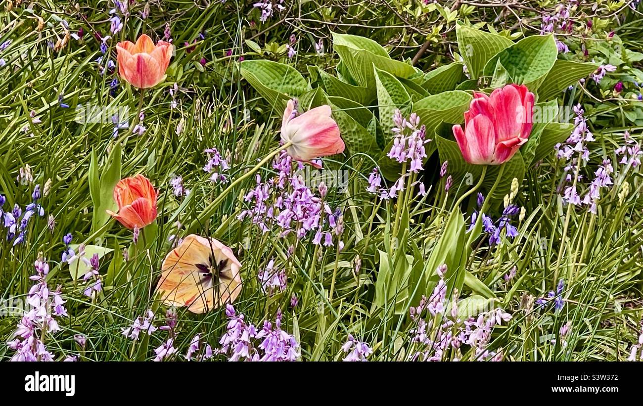 Tappezzeria floreale - Immagine stock catturata con smartphone