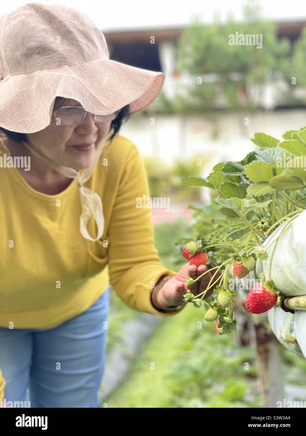 Asian Lady contadino che raccoglie fragole rosse fresche presso la fattoria Foto Stock