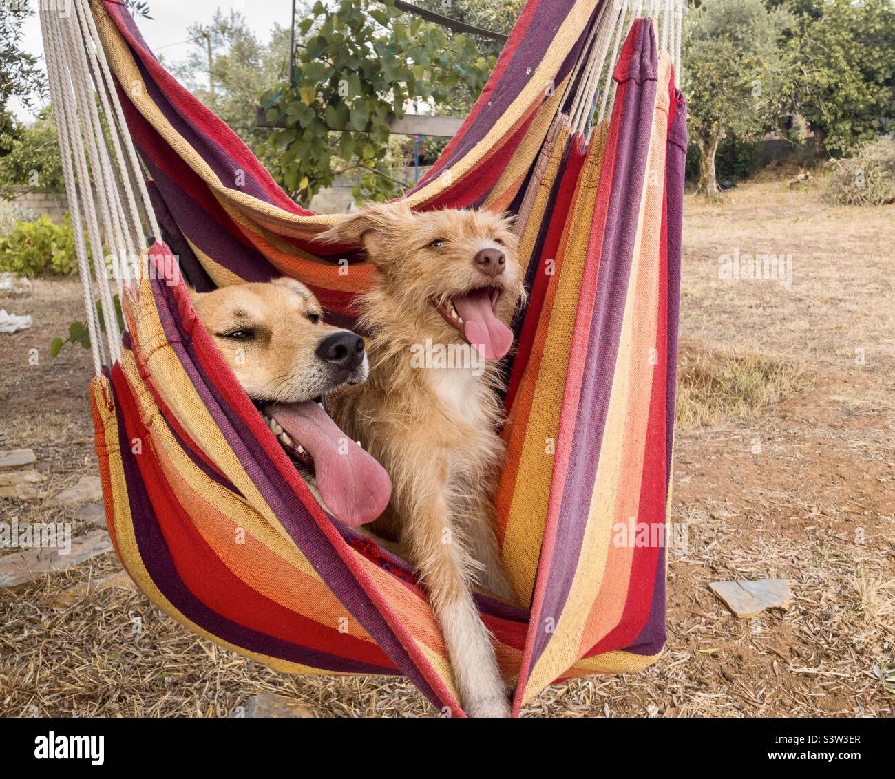 2 cani in un'amaca stripia e colorata Foto Stock