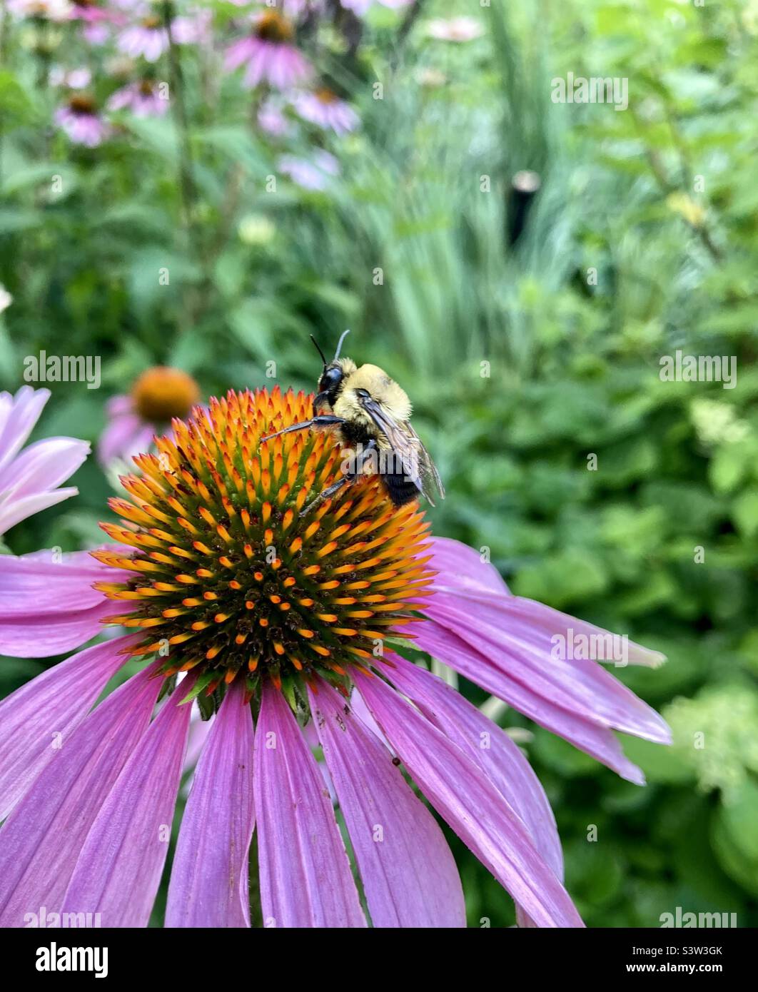 Il Bombus Impatiens più comunemente noto come l'ape orientale bumble, è il più comunemente incontrato bumblebee attraverso gran parte dell'America orientale del Nord. Qui è arroccato su un viola coneflower. - Immagine stock catturata con smartphone