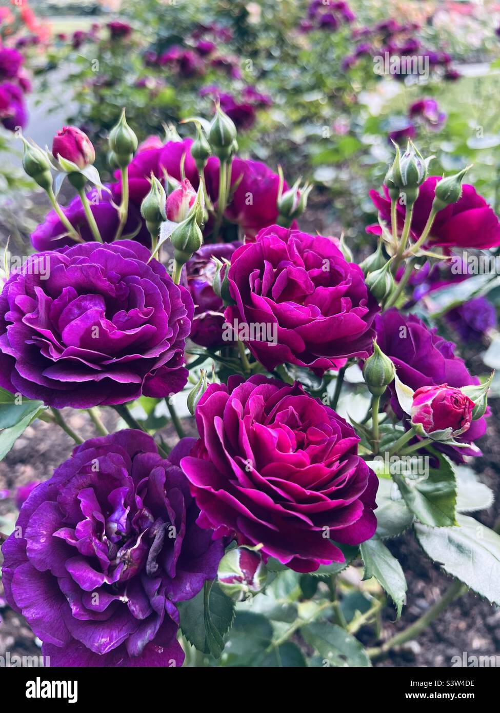 Rose rosa e viola Foto Stock