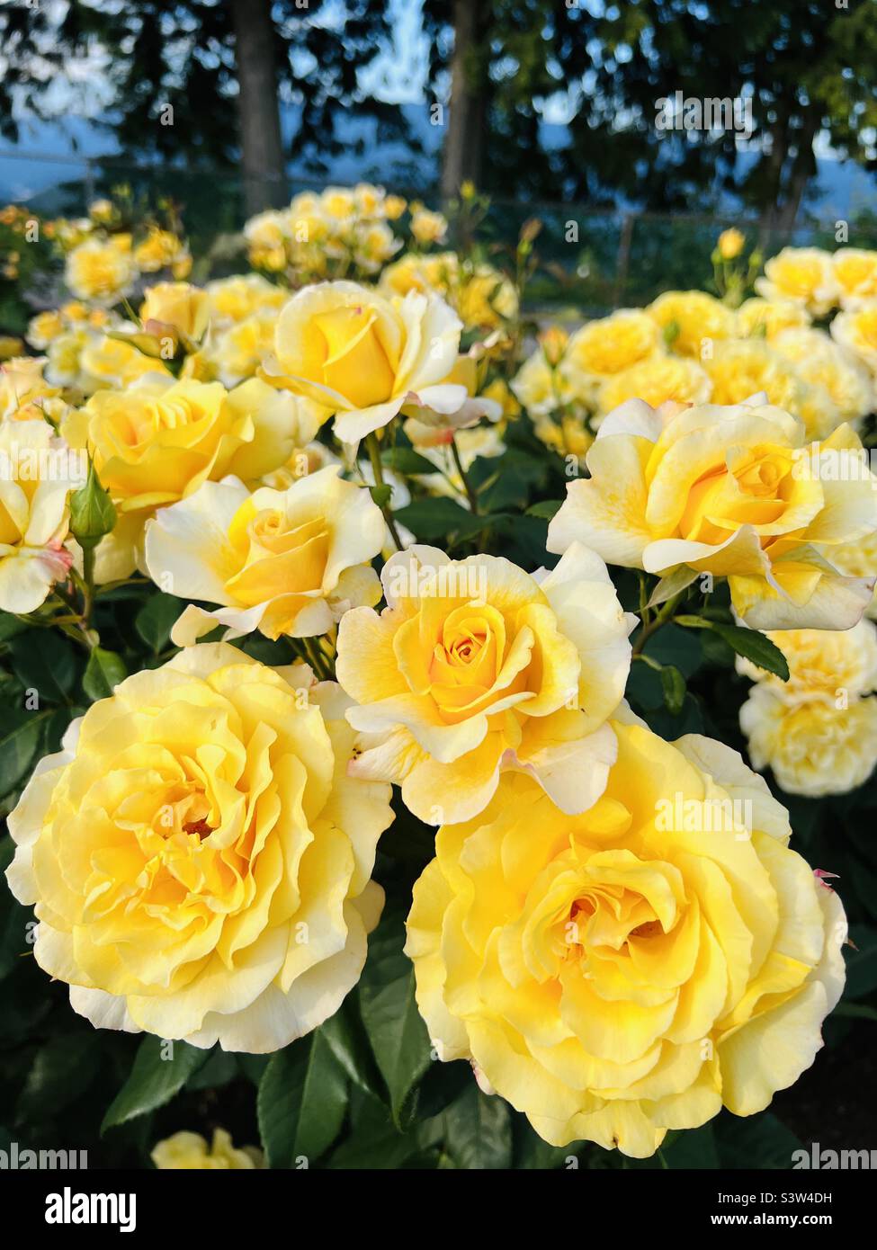 Rose gialle in un giardino di rose Foto Stock