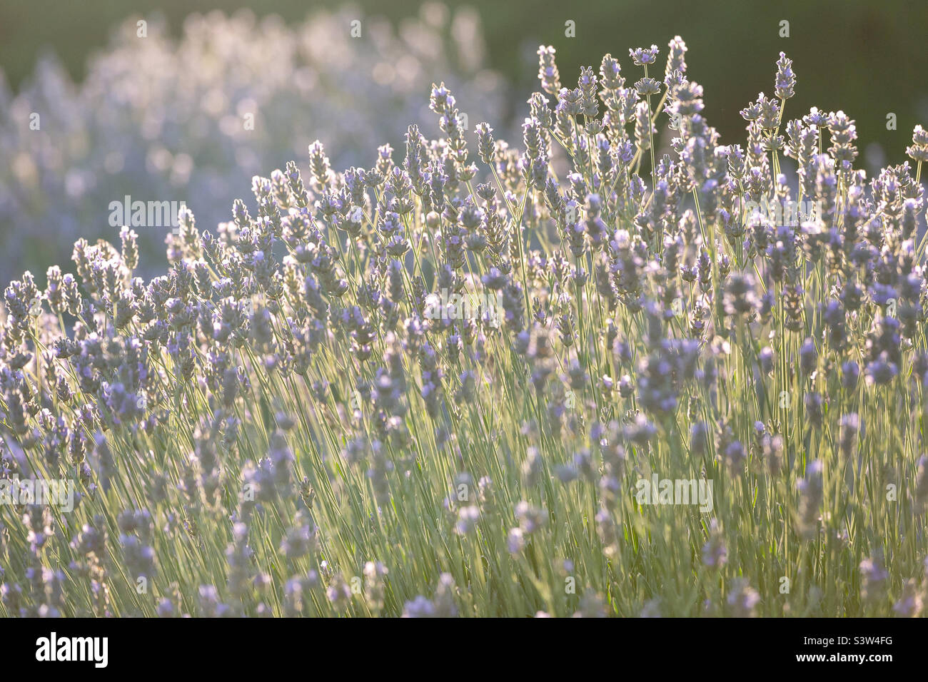 Campo di lavanda in estate durante il tramonto, primo piano - Immagine stock catturata con smartphone