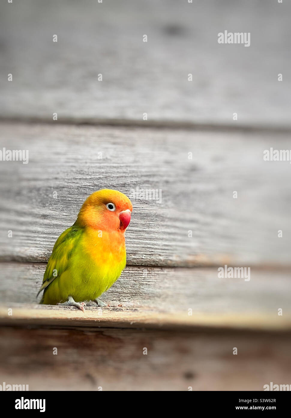Lovebird prigioniero Foto Stock