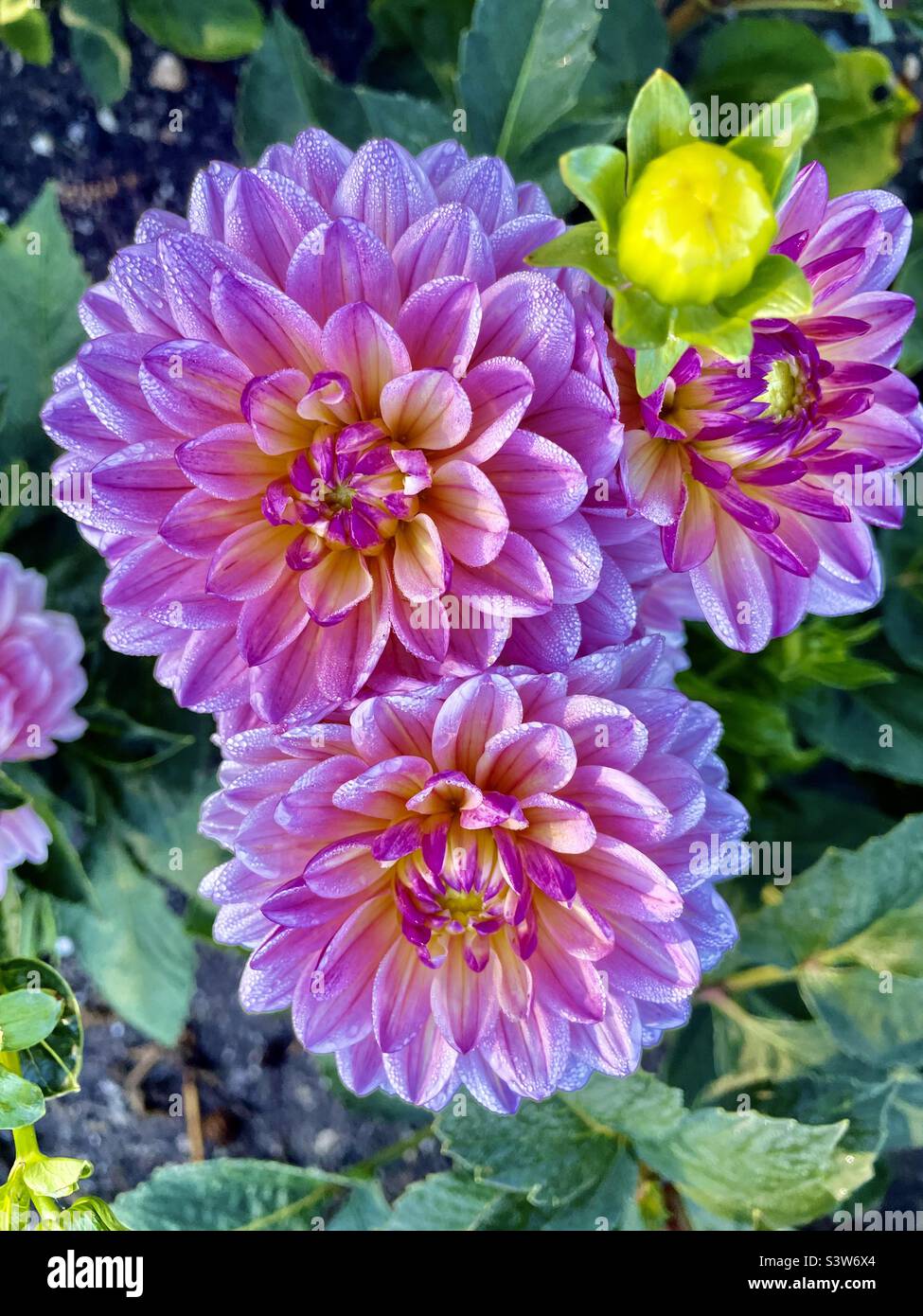 Dahlias viola e rosa Foto Stock