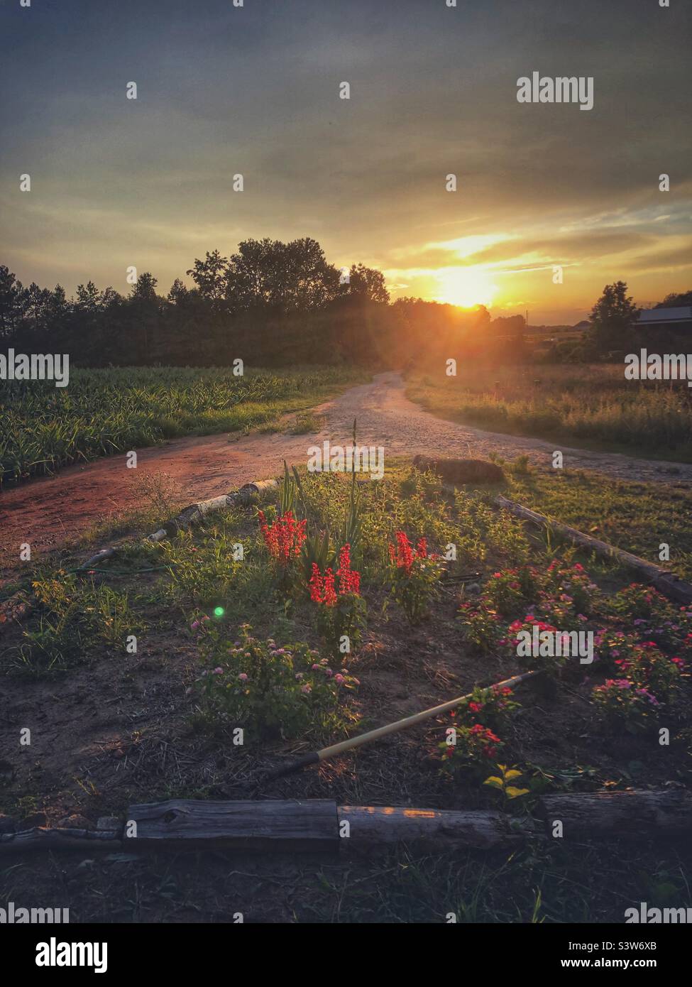 Salvia rossa, Vincas, gladiolo e zinnia evidenziati dal sole tramontare in giardino tra due corsie Foto Stock