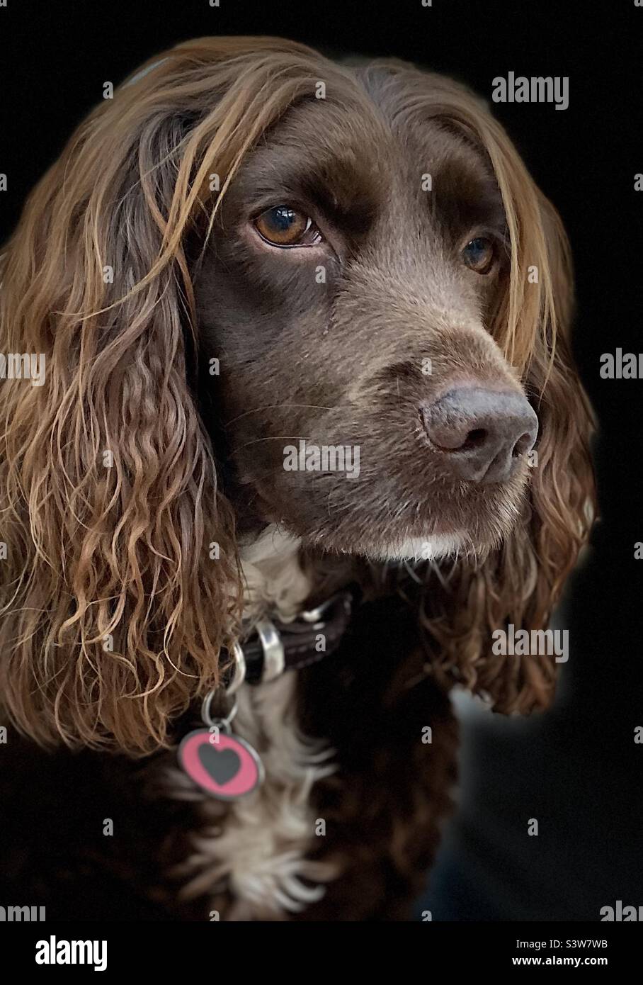 Cocker spaniel Foto Stock