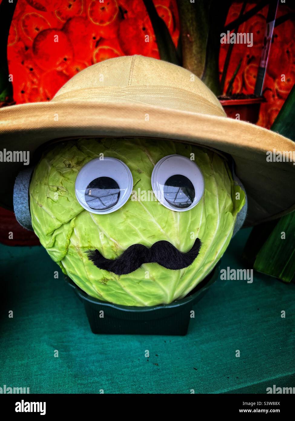 Il volto dell’uomo è fatto da un cavolo alla competizione vegetale di Heckington Show, Lincolnshire, Regno Unito. - Immagine stock catturata con smartphone