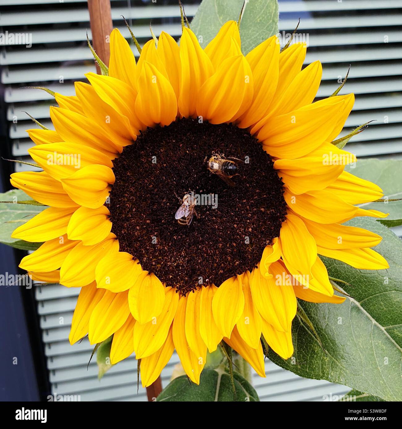 Girasole in fiore con l'alimentazione delle api - Immagine stock catturata con smartphone