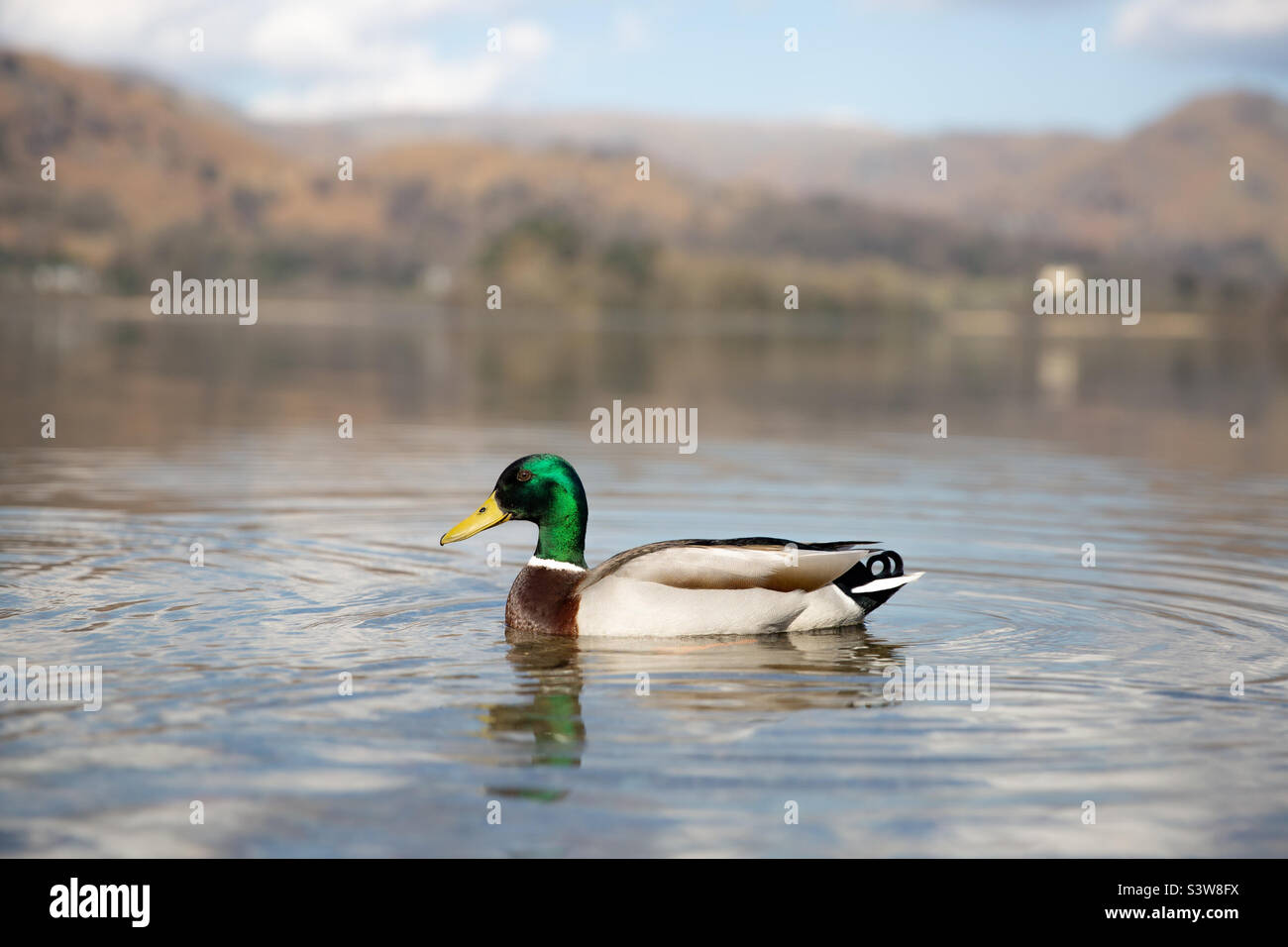 Una bella anatra di mallardo colorato che galleggia su un oceano calmo nel Lake District con montagne e colline dietro Foto Stock